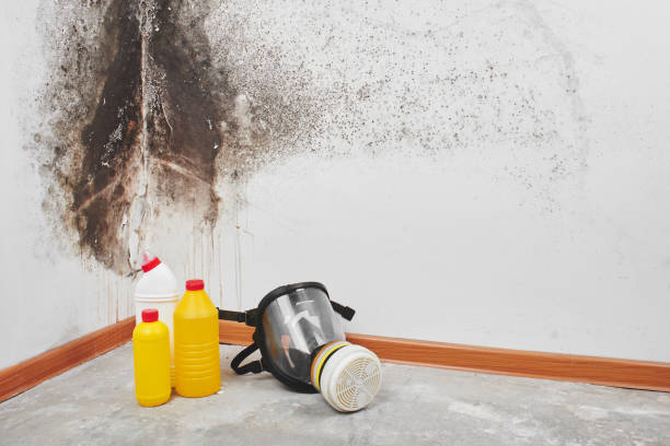 Best Same-Day Mold Removal  in Creedmoor, NC