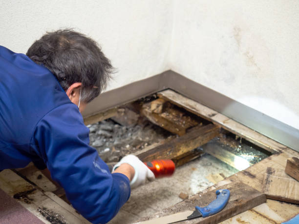 Best Water Damage Restoration  in Creedmoor, NC