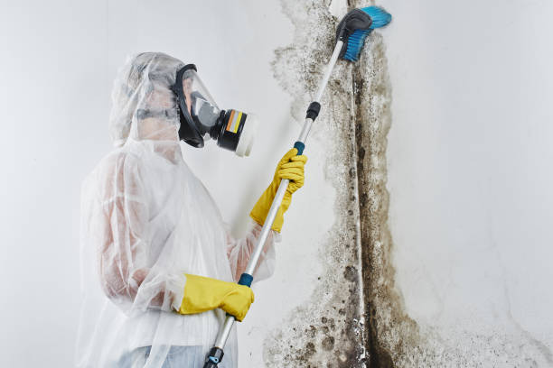 Best Certified Mold Removal  in Creedmoor, NC