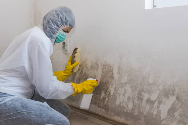 Best Mold Damage Repair  in Creedmoor, NC