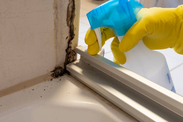 Office Mold Removal Services in Creedmoor, NC