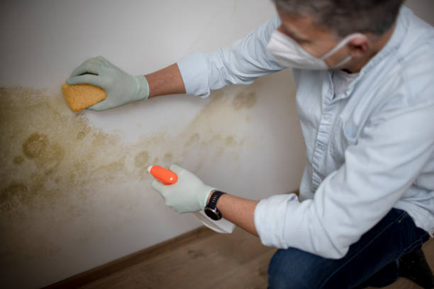 Best Mold Cleaning Services  in Creedmoor, NC