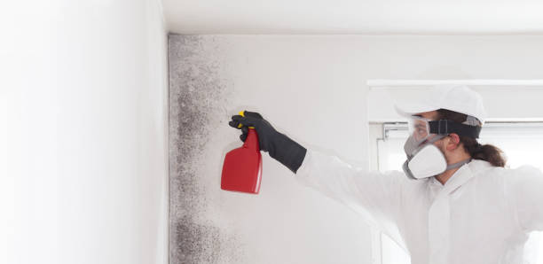 Best Best Mold Removal Companies  in Creedmoor, NC