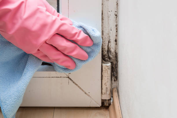 Best Attic Mold Removal  in Creedmoor, NC