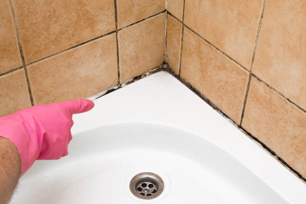 Best Affordable Mold Removal  in Creedmoor, NC